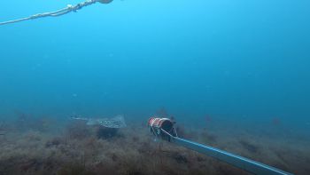 An undulate ray glides through the sea towards the bait on a frame on the seabed