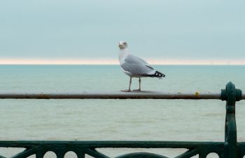 Seagull in Brighton