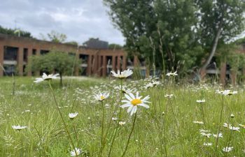 Ox eye daisies in June