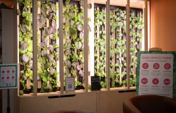 The hydroponics farm in the Veg Bowl @ Dhaba